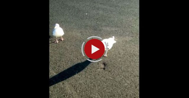 Welsh Dancing Seagull