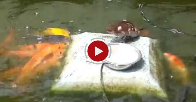 Little Duck Feeding The Fish 