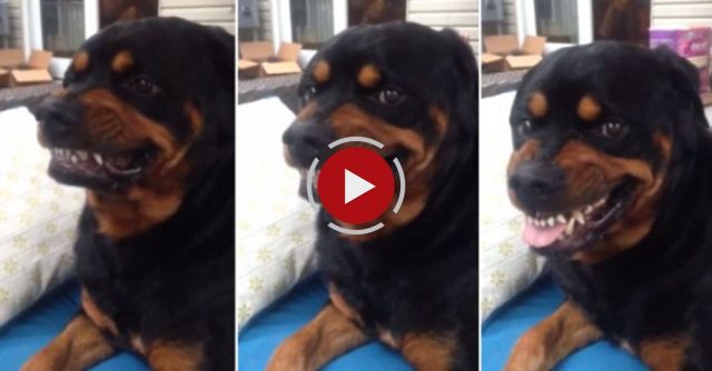Rottweiler Shows Its Mean Face