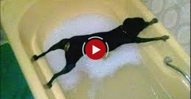 Dogs Just Don't Want To Bath