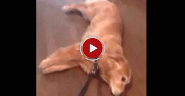Lazy Dog Doesn't Want To Walk