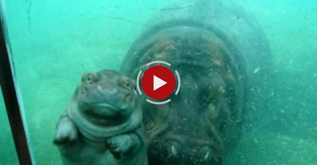 Cute Baby Hippo At San Diego Zoo