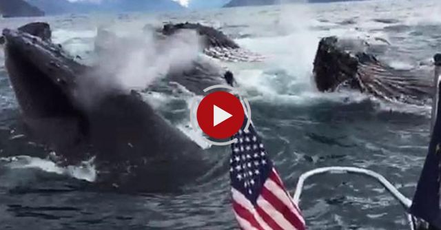 Humpback Whales Feeding