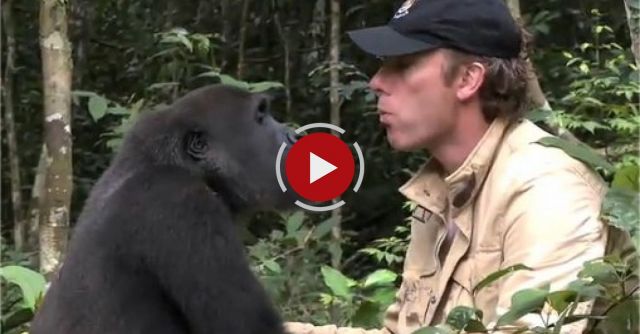 Damian Aspinall's Extraordinary Gorilla Encounter On Gorilla School
