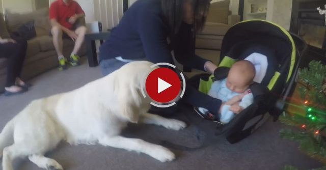 Golden Retriever Meets Our Baby For The First Time