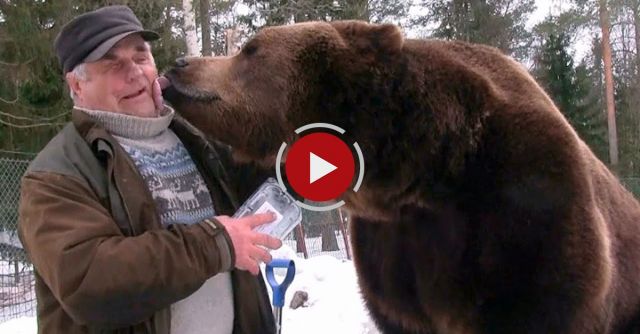 Bear Man Of Finland Has An Unbreakable Bond With Brown Bears