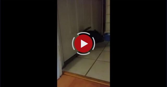 Pig Problems: Mini Pig Gets Trapped In Cat Door