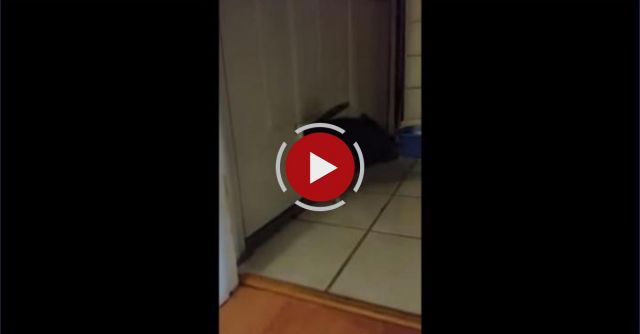 Pig Problems: Mini Pig Gets Trapped In Cat Door