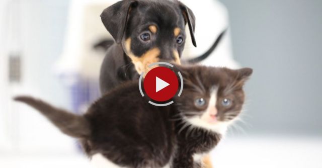 Kittens Meet Puppies For The First Time