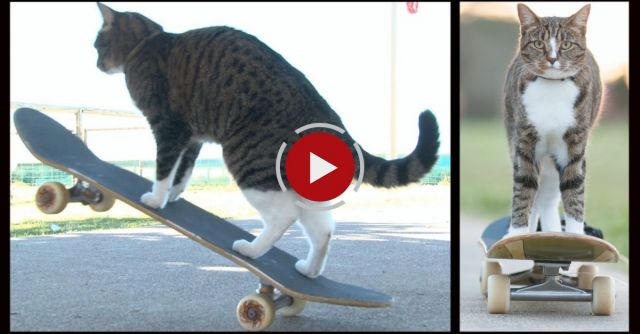 Cats Amazing Trick Compilation