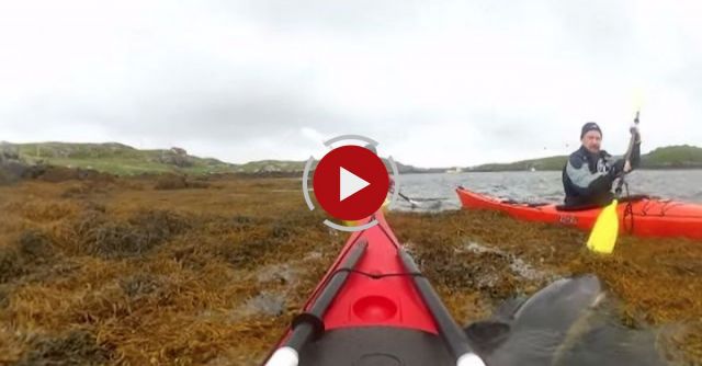 Sea Kayakers Resuce A  Trapped Dolphin On The Isle Of Barra