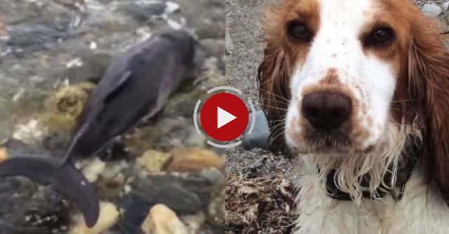 Dog Saves Baby Dolphin On Criccieth Beach