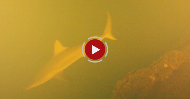 Sharks Discovered Inside Underwater Volcano