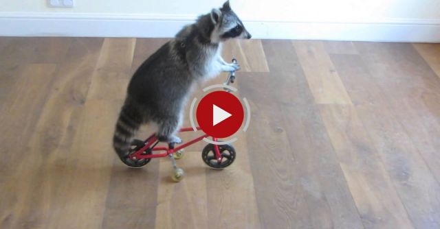 World's Most Talented Animal!