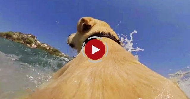 Dog Really Loves The Sea!