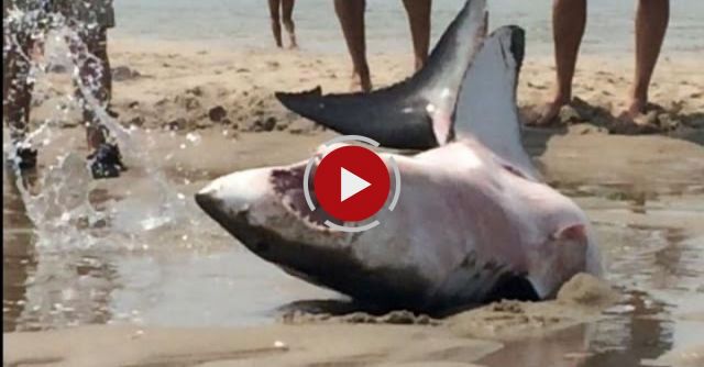 GREAT WHITE SHARK BEACHES IN CAPE COD Amazing Footage!!!