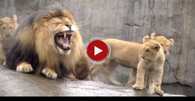 Lion Cubs Meet Dad