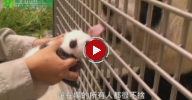Panda Cub Meets Mother In Emotional First Encounter Since Birth
