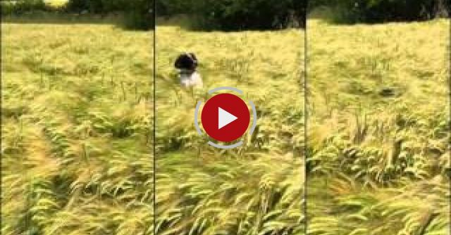 How My Dog Finds Me In A Field.