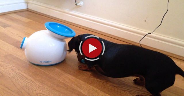 Miniature Dachshund Playing Fetch With Automatic Ball Launcher
