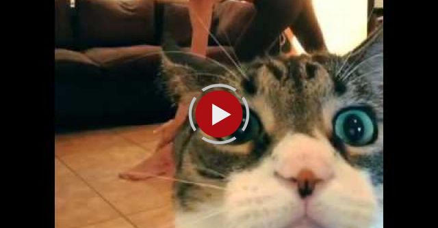 Milo Wanted Attention