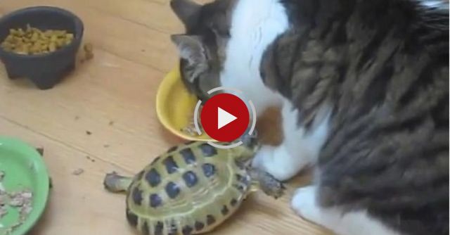 Small Turtle Attacks A Fluffy Cat