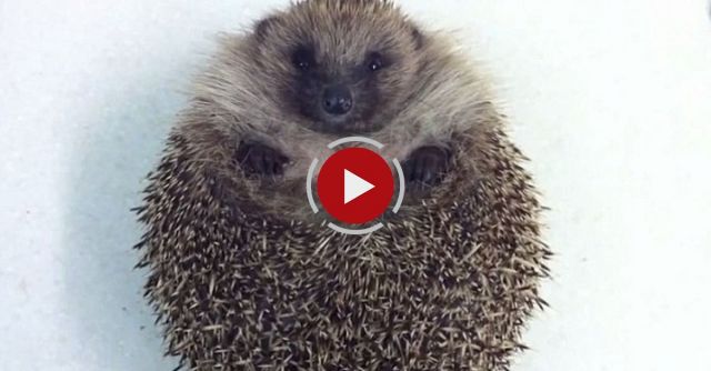 Cute Chubby Hedgehog Tries To Roll Over!