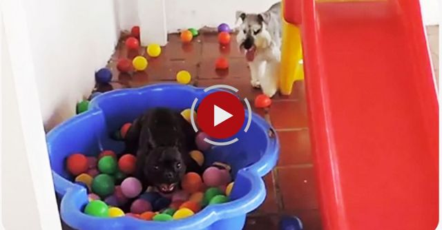 Watch How This Dog Reacts When He Sees A Ball Pit For The First Time