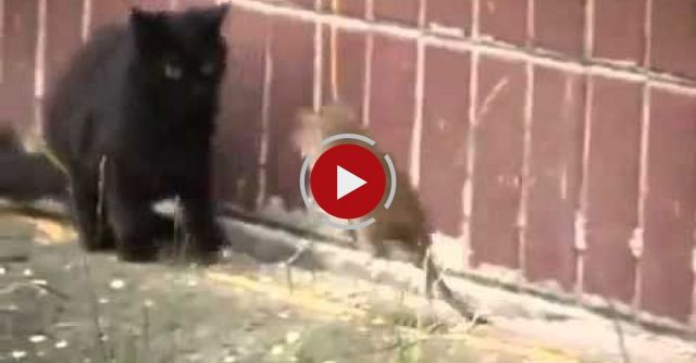 Giant Russian Rat Attacks Cats 