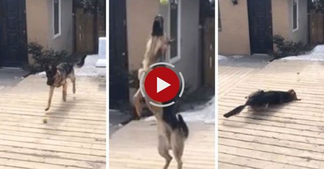German Shepherd Slow Motion Fall
