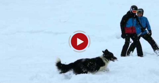 Dog Stops Two Skiers To Get Some Very Important Assistance