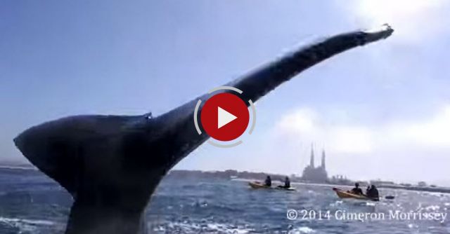 Whale Nearly High Fives Kayaker In The Face