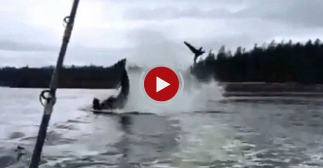 Killer Whale Throws Sea Lion 20 Feet Into The Air! 