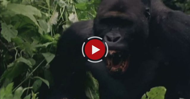Gorilla Attacks Man