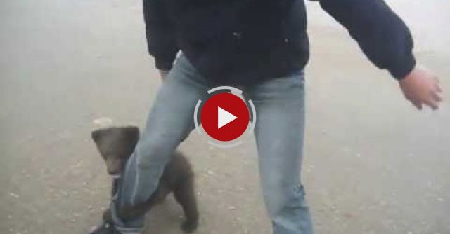 Cutest Bear Attack Ever