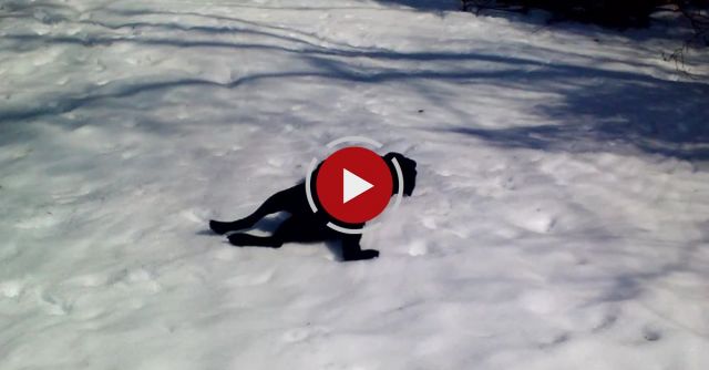 Black Lab Dog Body Slides In The Snow