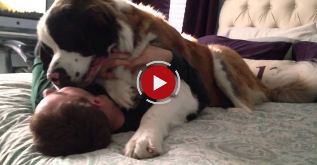 Huge Saint Bernard Dog Being Needy
