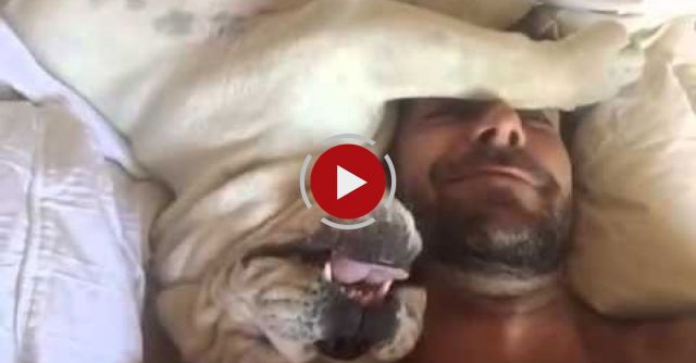 Grumpy Dog Makes Hilarious Sounds When Woken Up