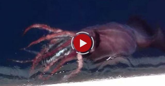 Terrifying Colossal Squid Spotted Near Russian Boat