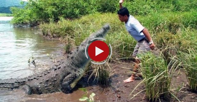 Crazy Man Feeding Giant Crocodile