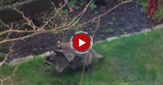 Raccoon Heimlich Maneuver