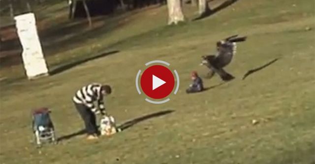 Golden Eagle Snatches Kid