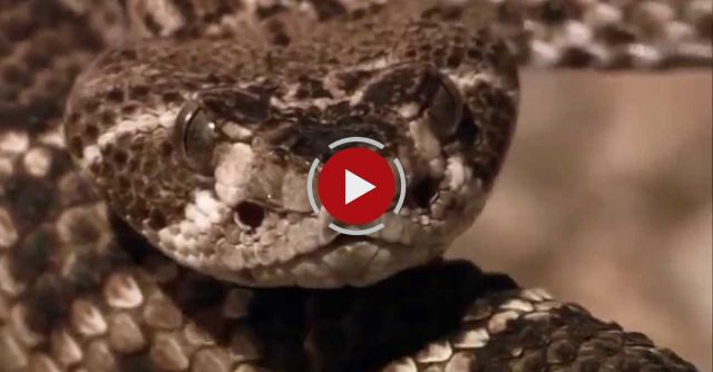 Roadrunner Thug Life