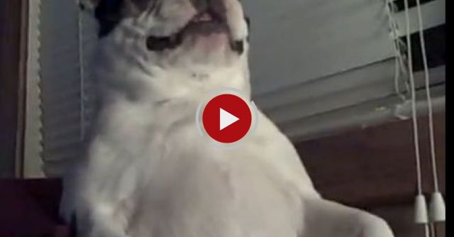 Boston Terrier Dog Likes His Belly Tickled! 