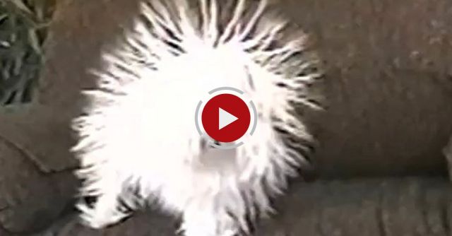 Static Electrified Dog