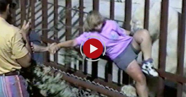 Polar Bear Zoo Attack