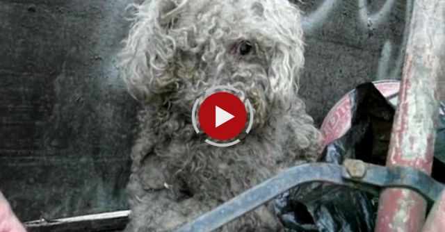 Blind Dog Rescue: Fiona 