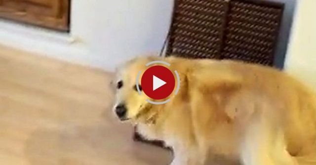 Dog Tricks: Golden Retriever Grace Cleans The House