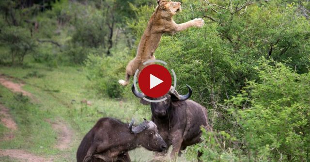 Flying Lion: Buffalo Launches Predator Into The Air