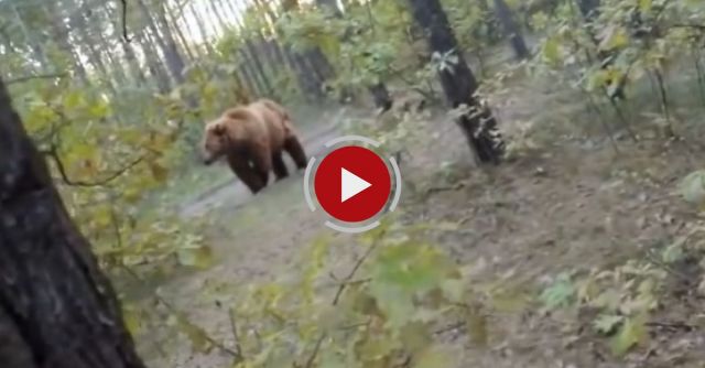 Bear Attack, Man Is Trying To Run Away From Attacking Bear